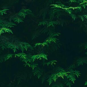 greenPineTreeTexture